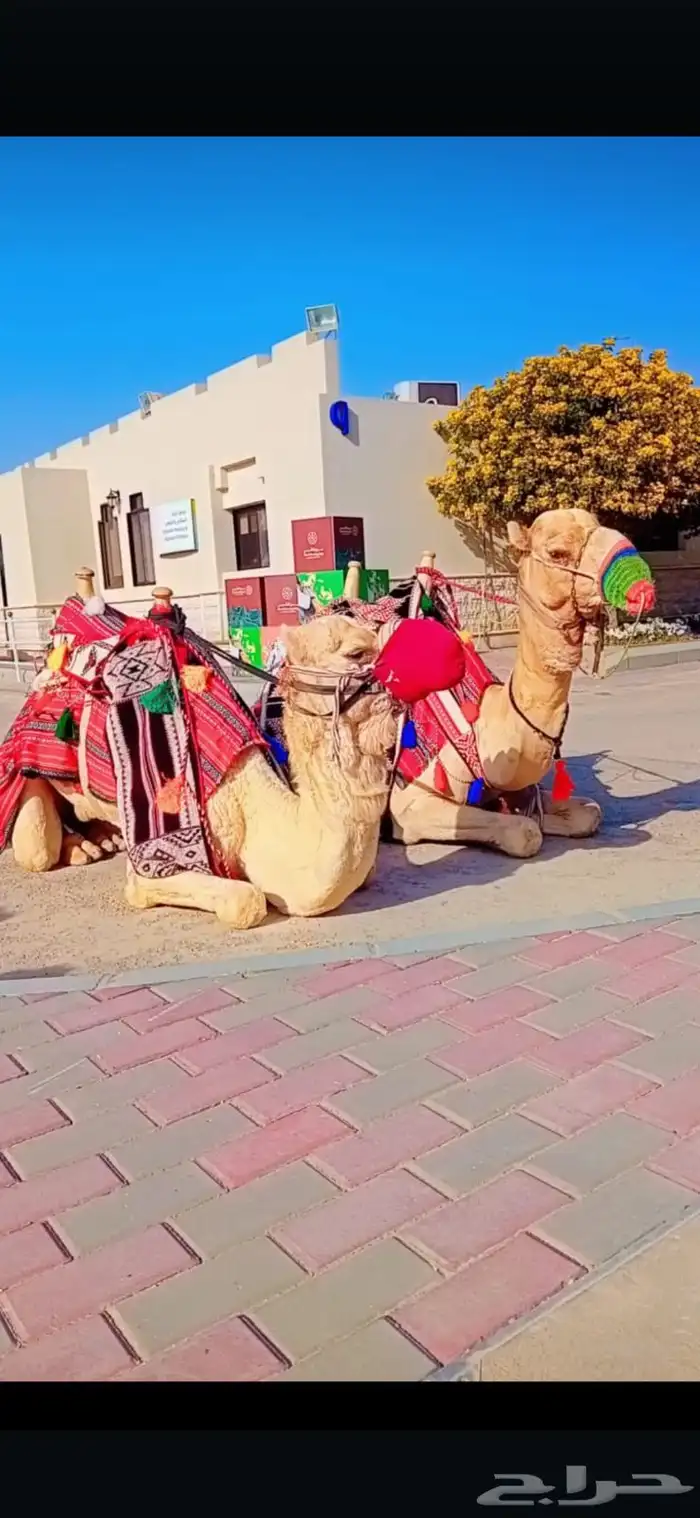استأجر خيول وجمال زينه 1