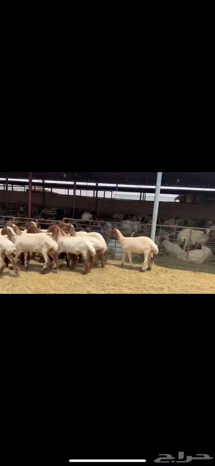 جذعات فاخره نعيم 1