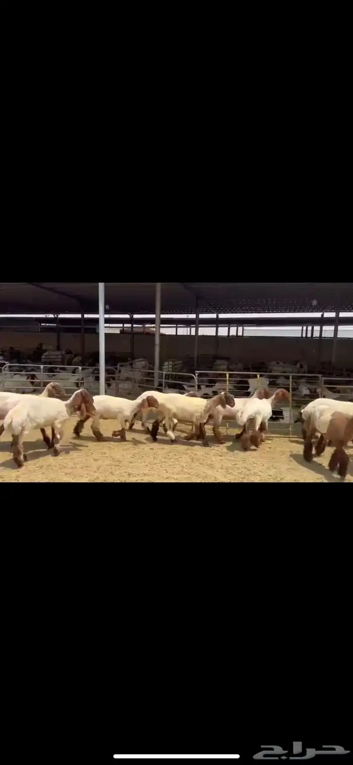 جذعات فاخره نعيم 2