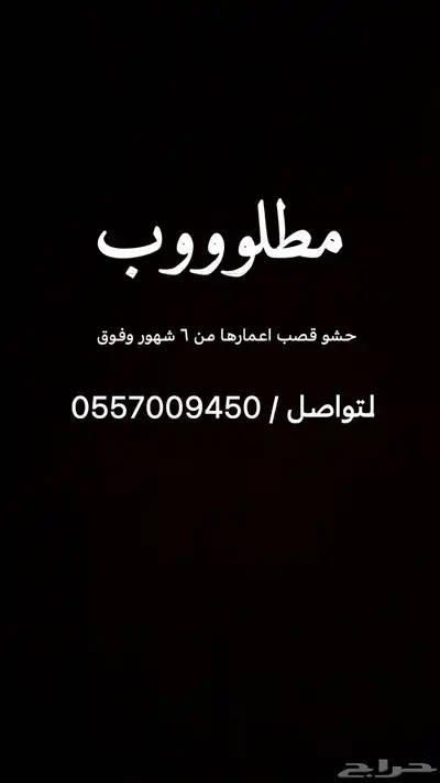 حشو قصصصب 0