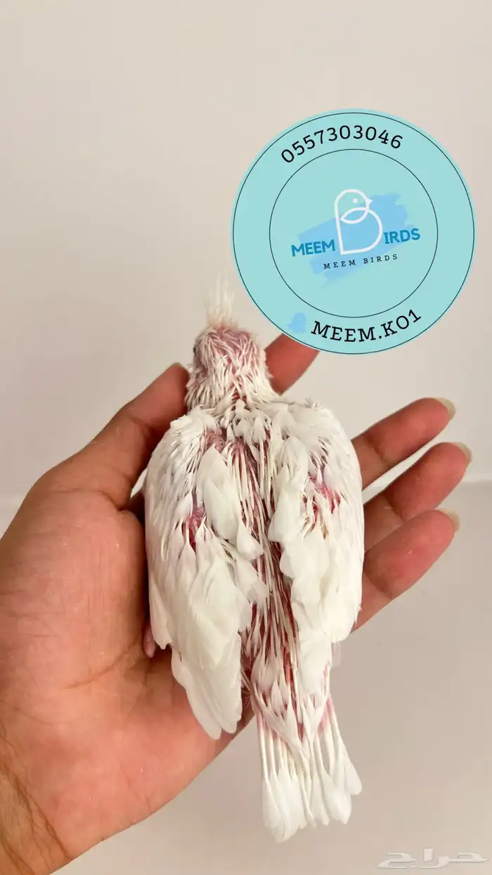 فرخ كروان البينو 1