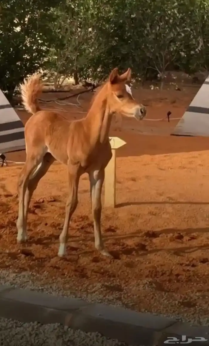 مهر عربي شيخ 0