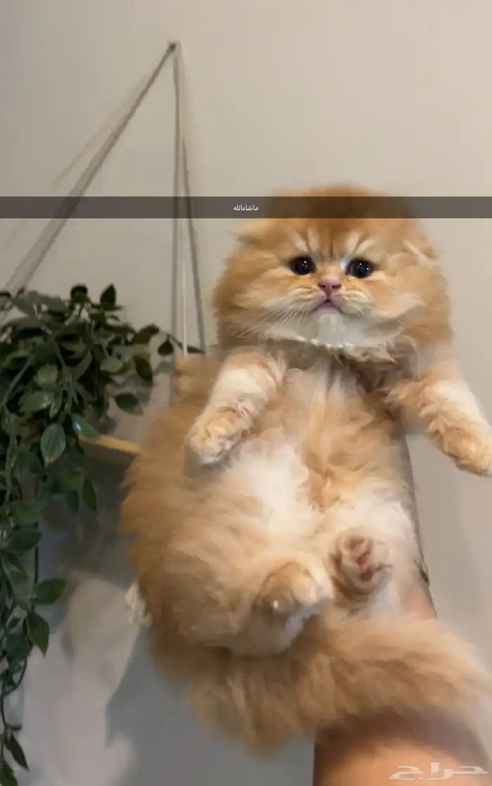 قطط سكوتش فولد للبيع 0