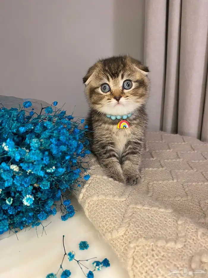 قطط سكوتش فولد للبيع 3