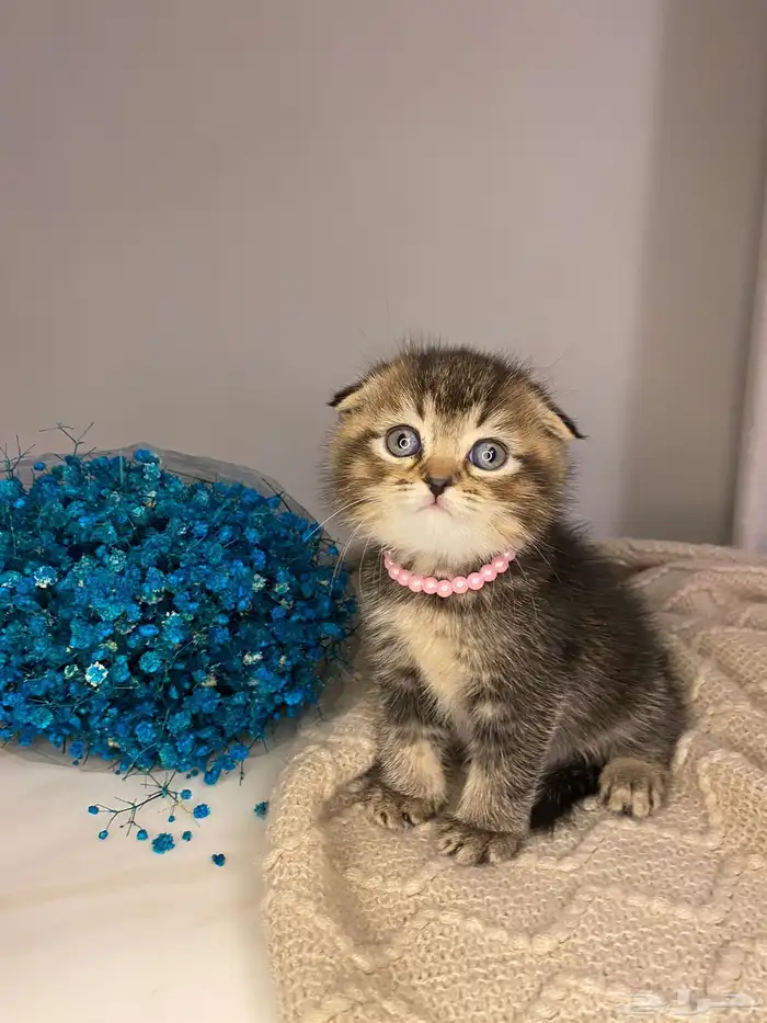 قطط سكوتش فولد للبيع 1