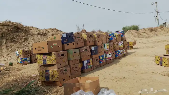 ثمار بابيا - عنبروت -العنب مانجو 10