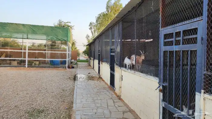 مزرعة فجر للايجار 2