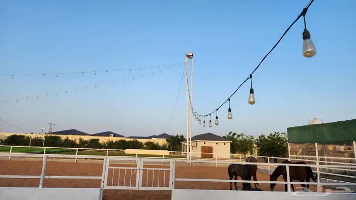 مزرعة فجر للايجار 8