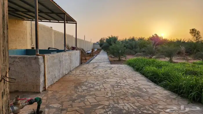 مزرعة فجر للايجار 16