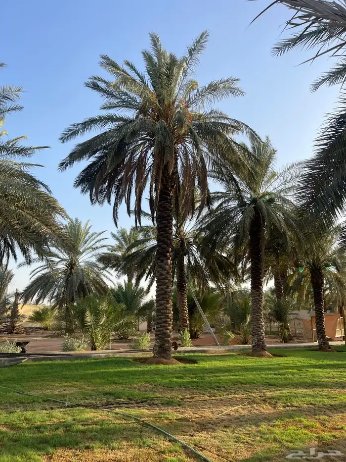 نخيل 0