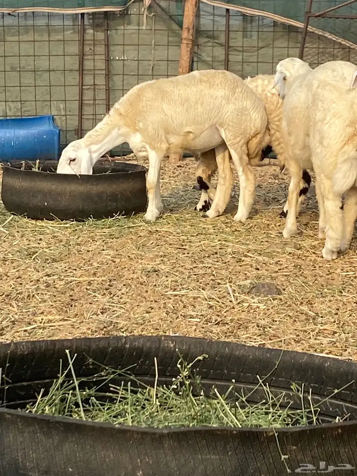 طليان ورخال حريه للتلاجه وللضيوف نظافه وشحم 4