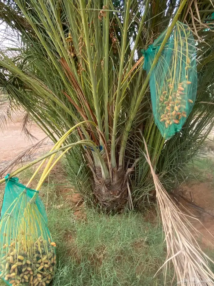 دقلة نور 3