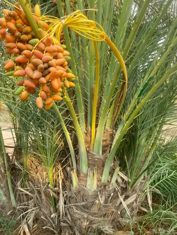 دقلة نور 0