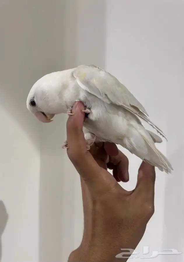 روز 2
