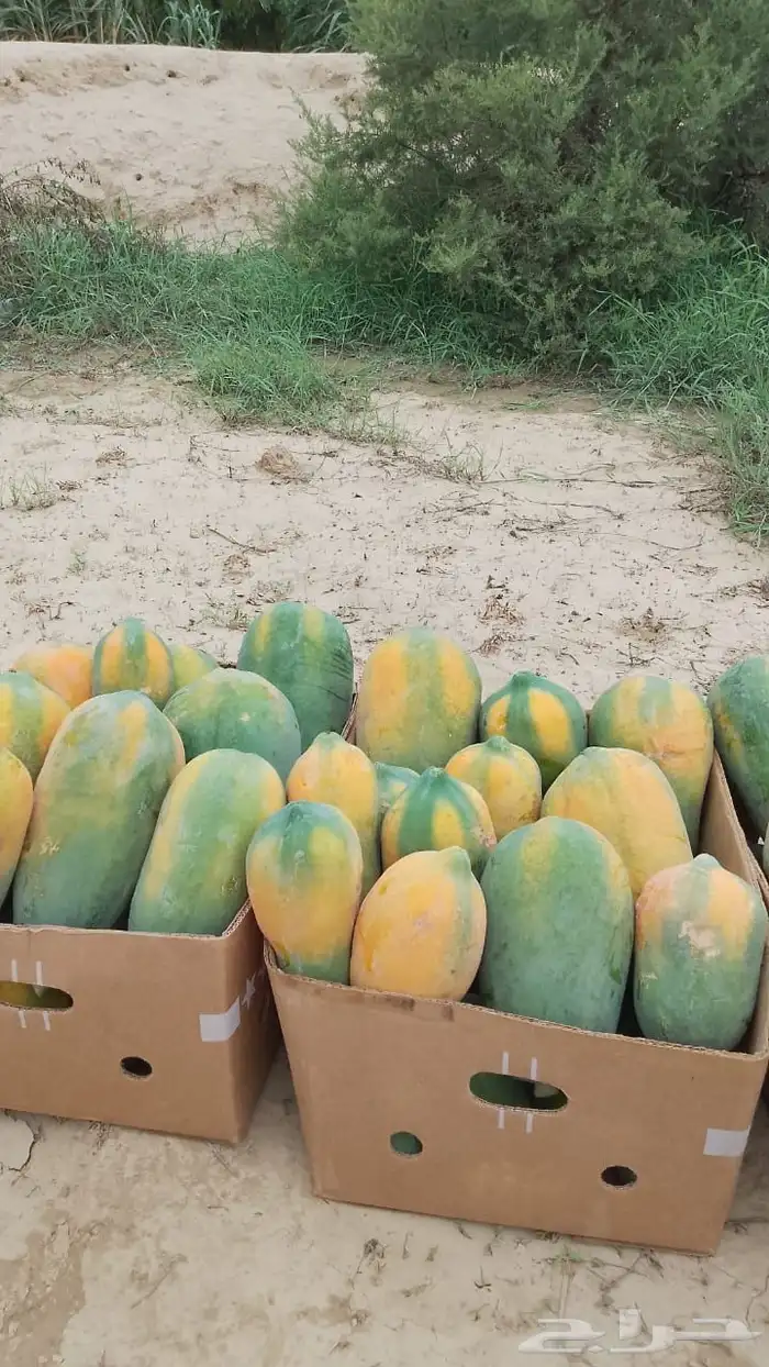 ثمار بابيا - عنبروت -العنب مانجو 9