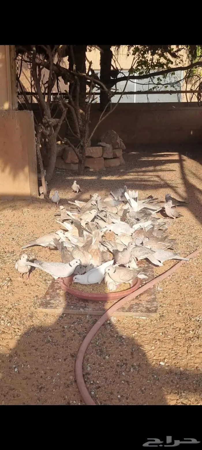 حمام ياكريم 0