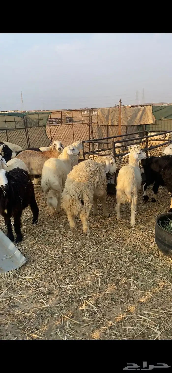 طليان ورخال حريه للتلاجه وللضيوف نظافه وشحم 3
