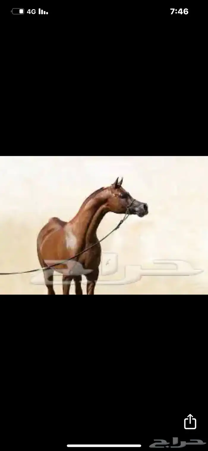 مهر عربي شيخ 4