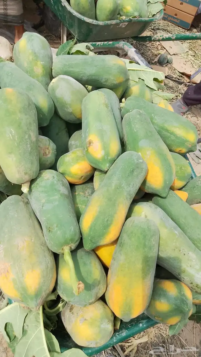 ثمار بابيا - عنبروت -العنب مانجو 8