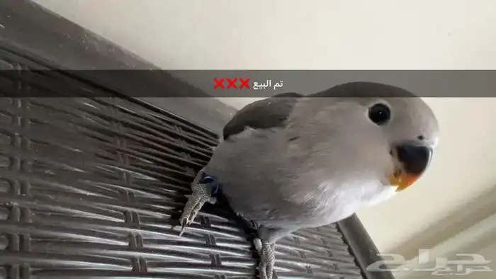 روز من النوادر 0