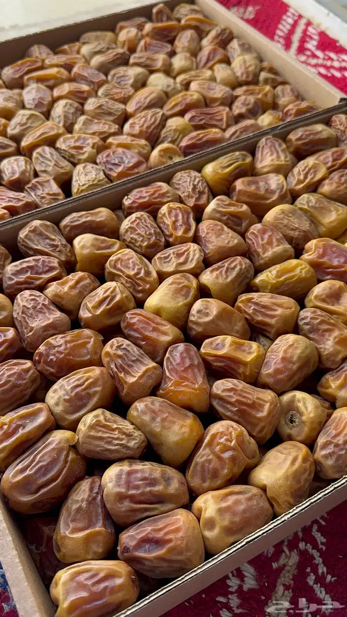 تمر سكري مفتل اصفر حبه كبيره ماشاءالله 0
