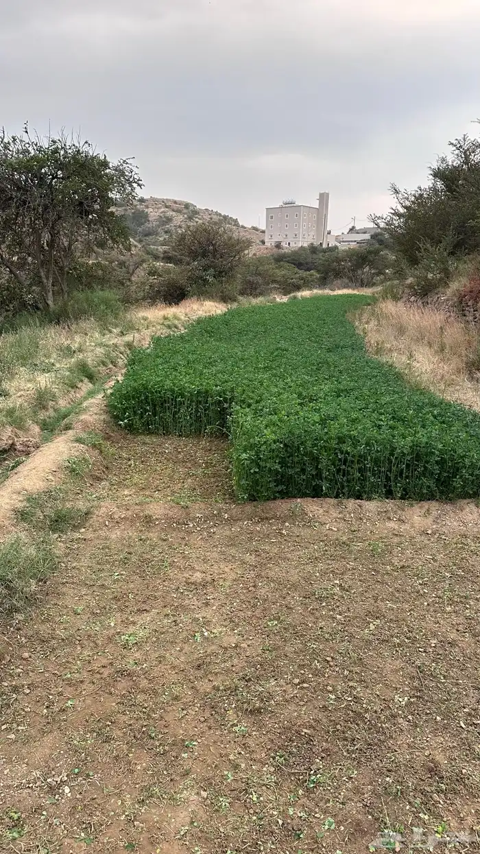 ماءشالله تباركالله برسيم بلدي كفو يشهد عليه ربي 3