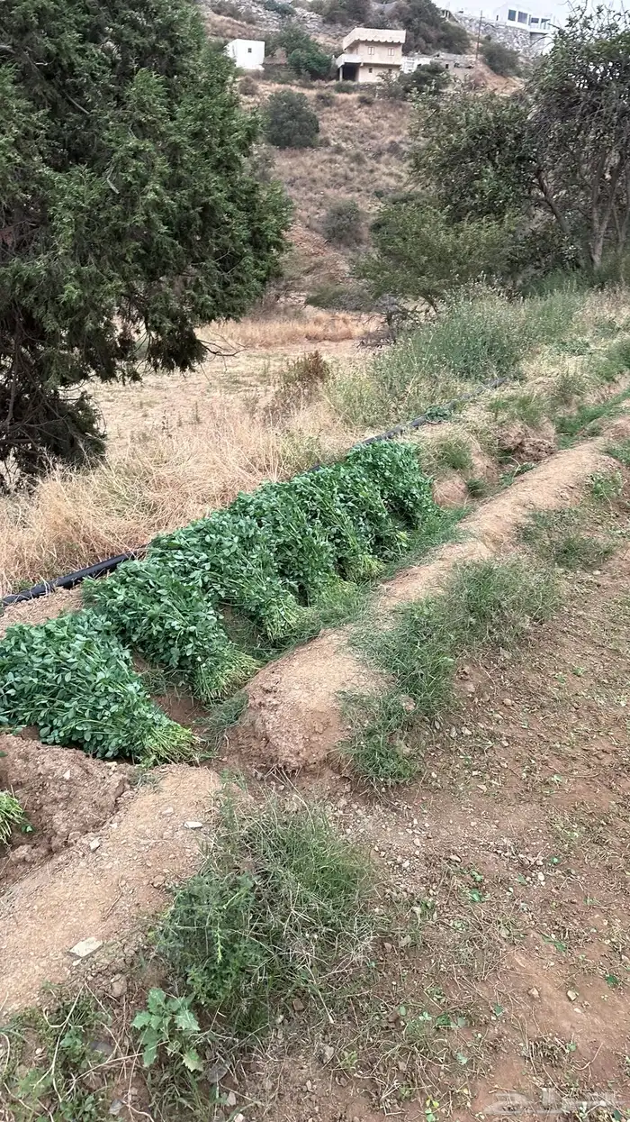 ماءشالله تباركالله برسيم بلدي كفو يشهد عليه ربي 2