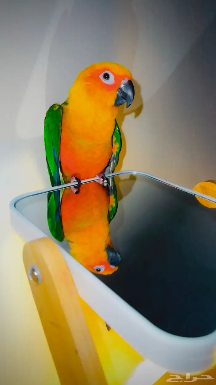 جنداي كنيور اليف جدا وهدد ( تم البيع ) 0