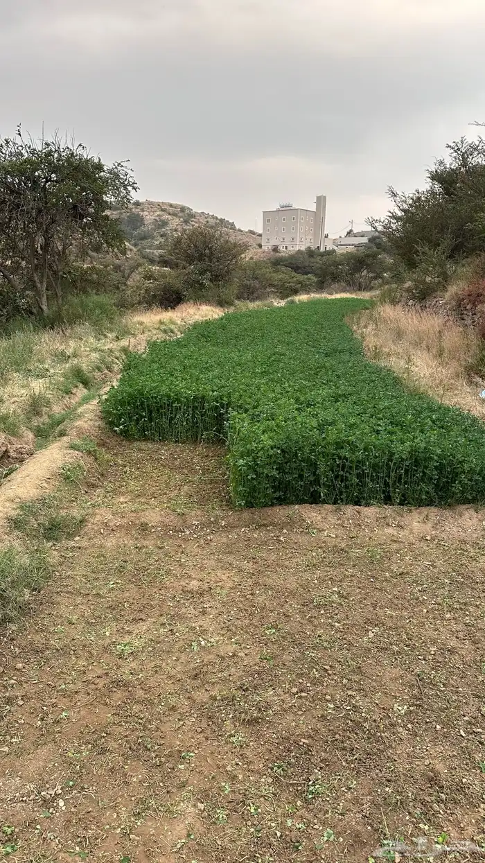 ماءشالله تباركالله برسيم بلدي كفو يشهد عليه ربي 4