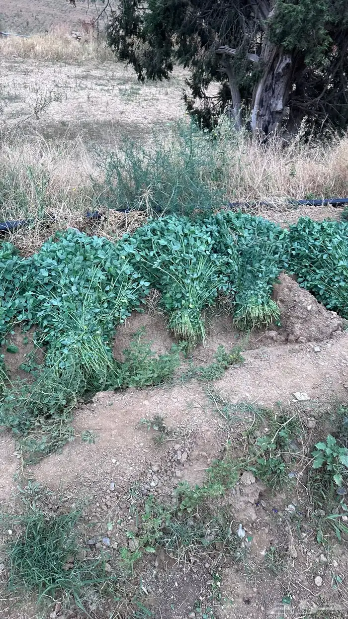 ماءشالله تباركالله برسيم بلدي كفو يشهد عليه ربي 1