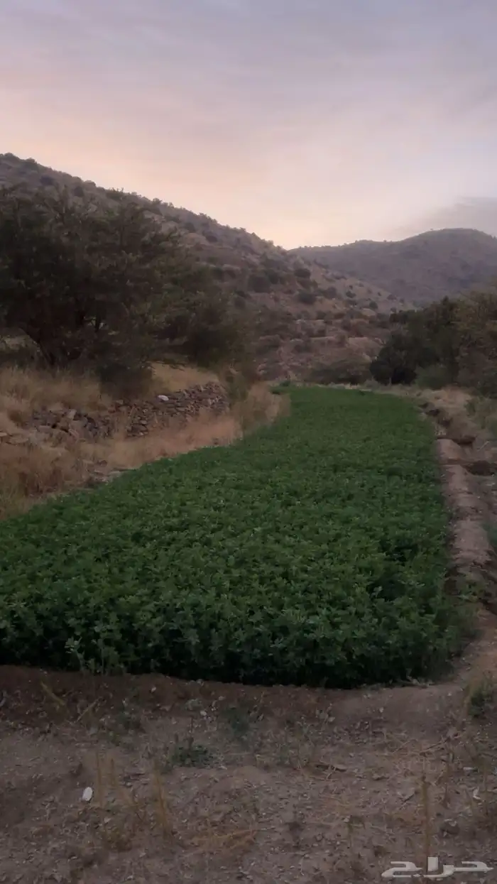 ماءشالله تباركالله برسيم بلدي كفو يشهد عليه ربي 10