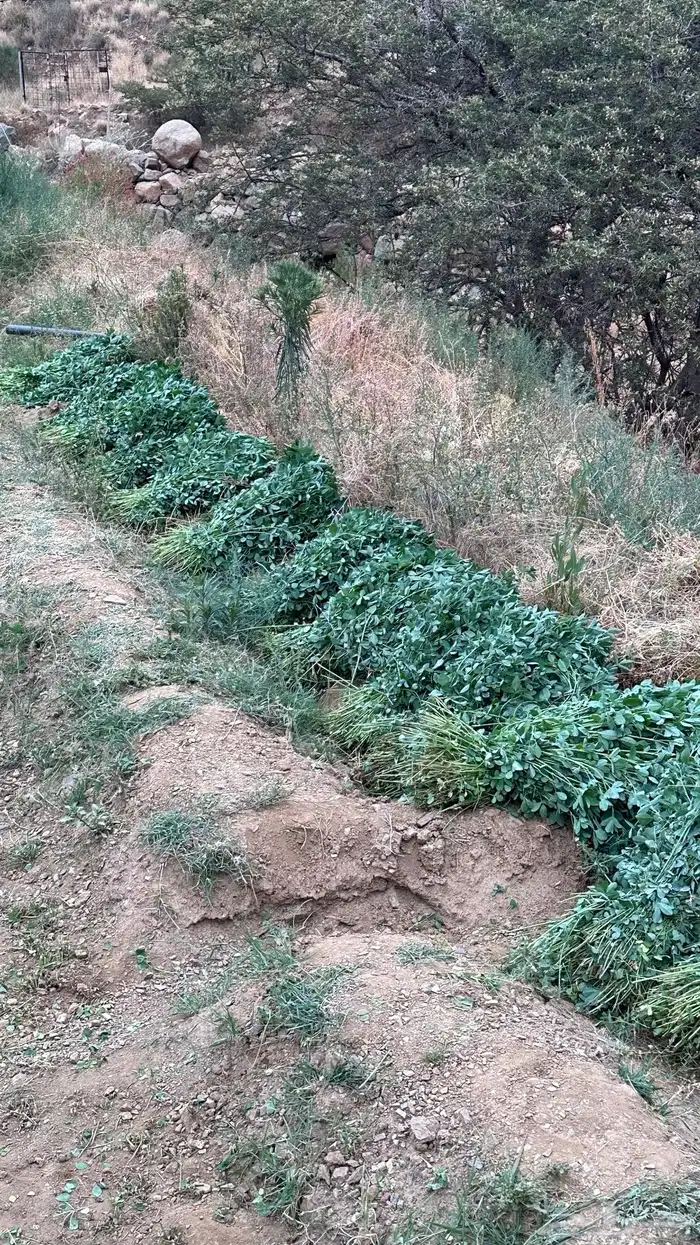 ماءشالله تباركالله برسيم بلدي كفو يشهد عليه ربي 7