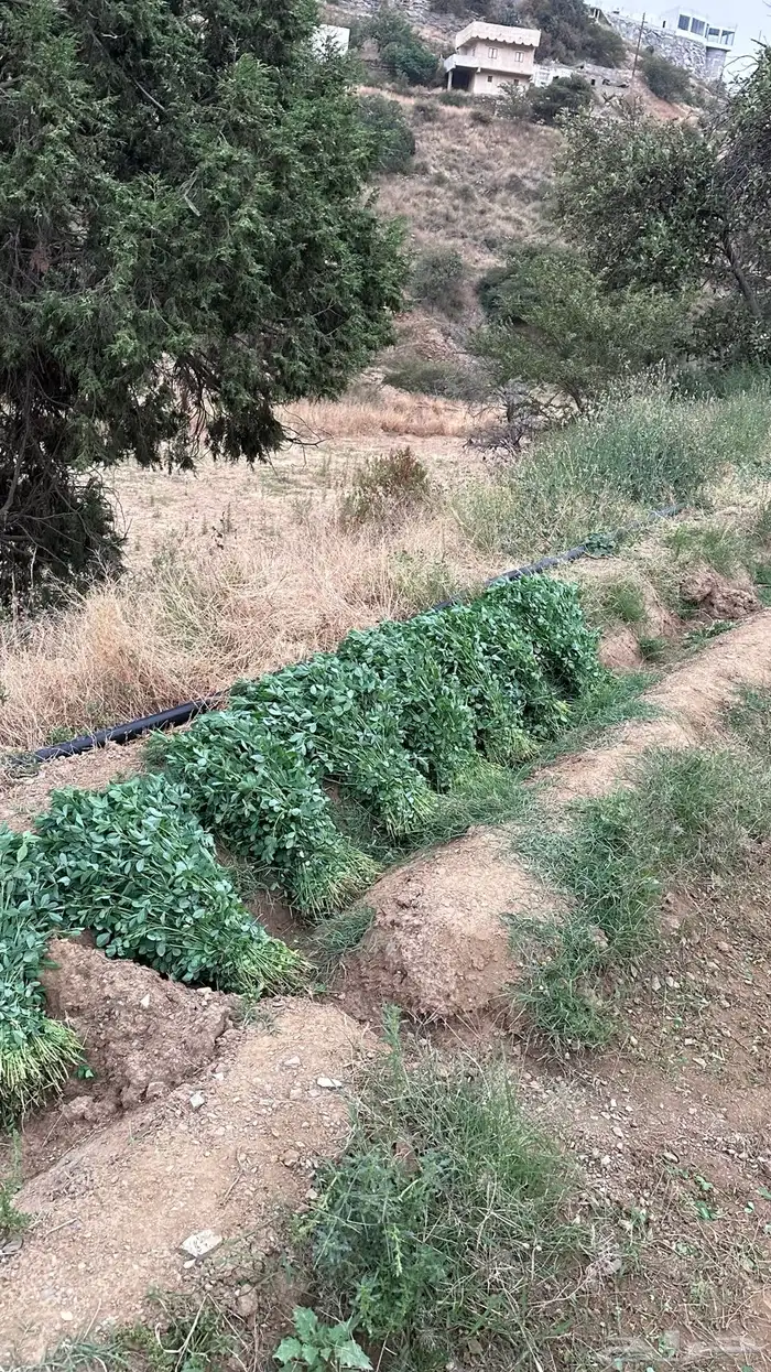 ماءشالله تباركالله برسيم بلدي كفو يشهد عليه ربي 9