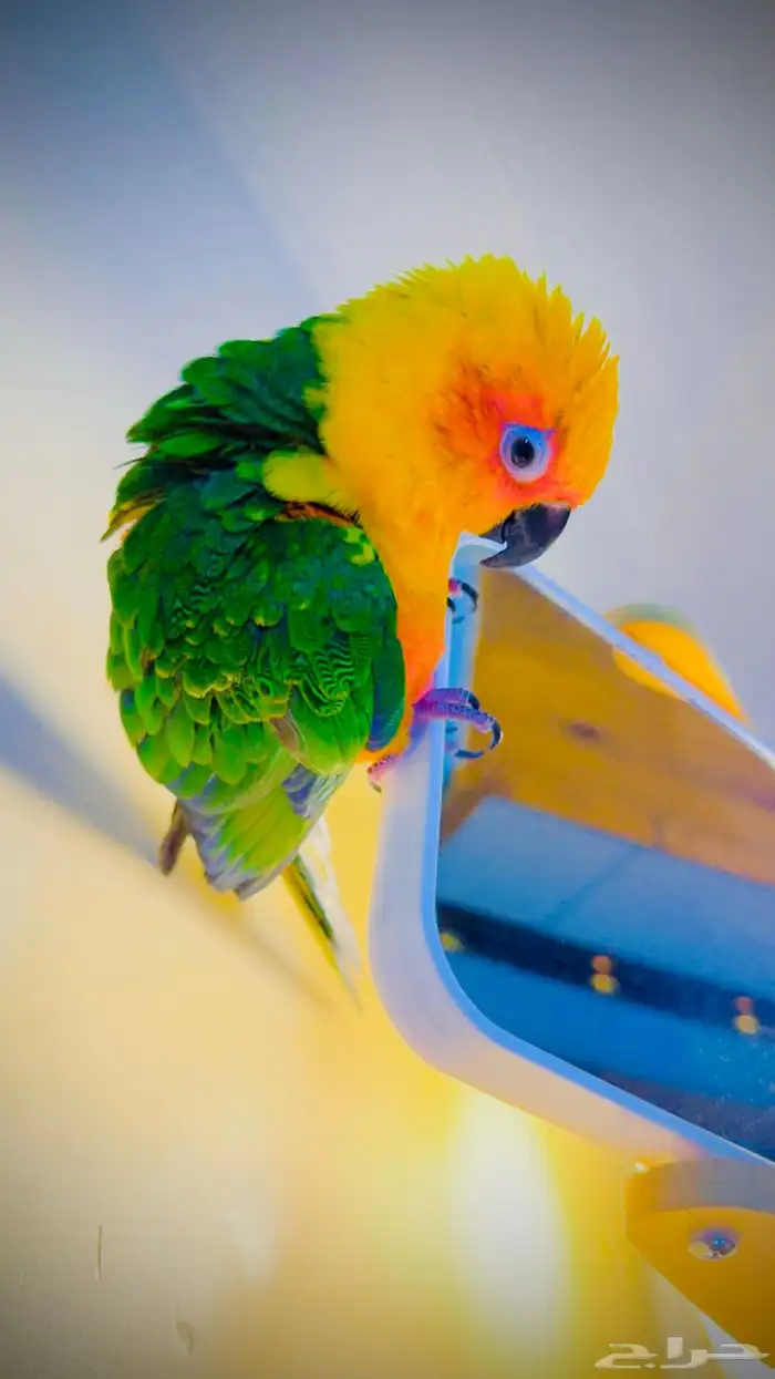 جنداي كنيور اليف جدا وهدد ( تم البيع ) 1