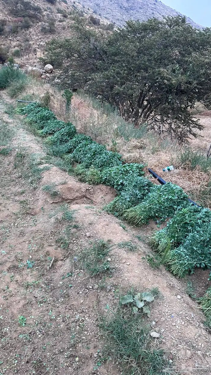 ماءشالله تباركالله برسيم بلدي كفو يشهد عليه ربي 8