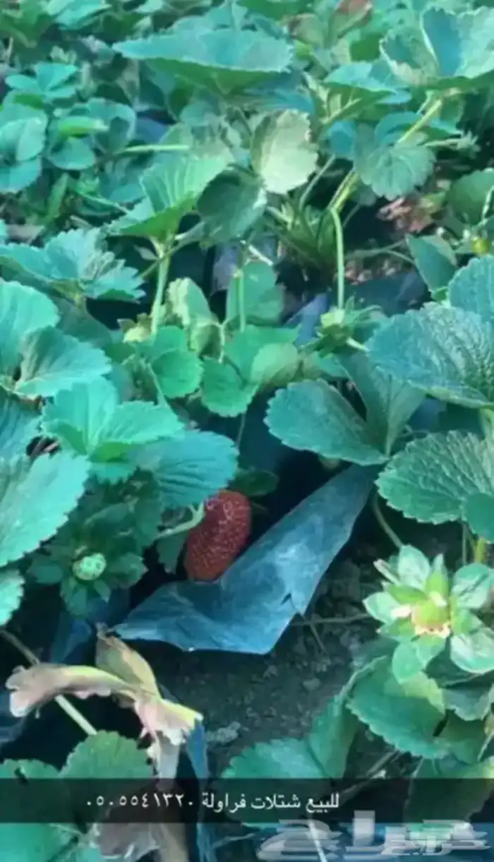 مشتل الوادي الفراولة أسباني 0