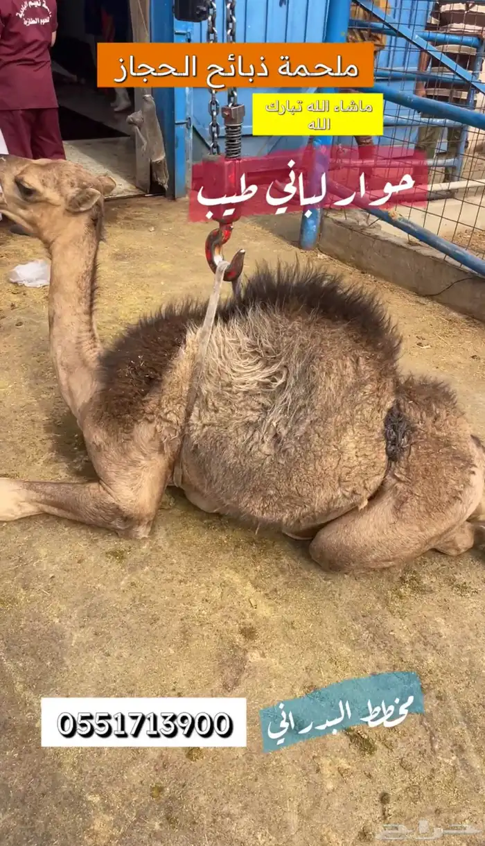 ملحمة ذبائح الحجاز - مخطط البدراني 4