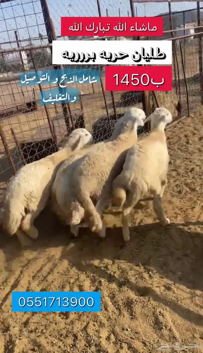 ذبائح مع خدمة الذبح و التوصيل والتغليف 24