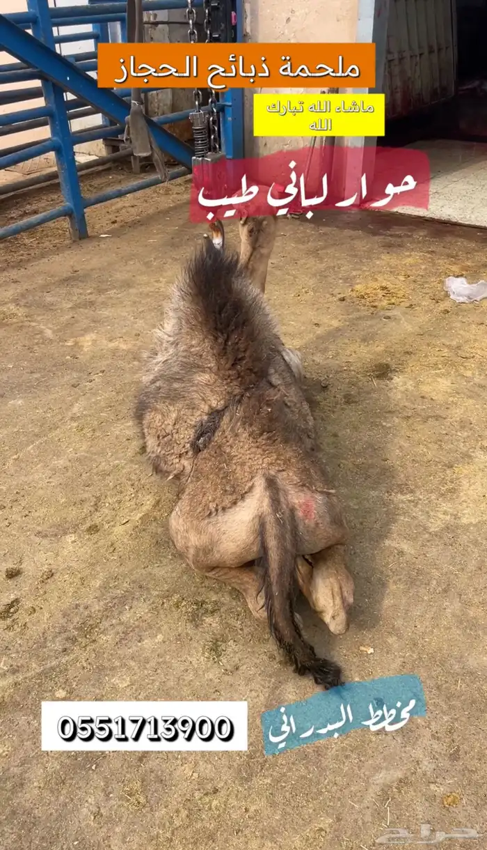 ملحمة ذبائح الحجاز - مخطط البدراني 5