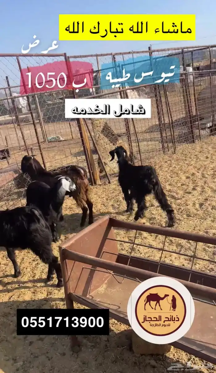 ذبائح مع خدمة الذبح و التوصيل والتغليف 25