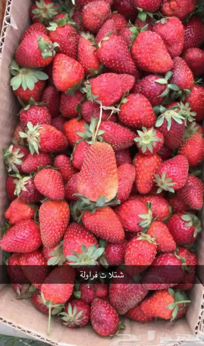 مشتل الوادي الفراولة أسباني 1