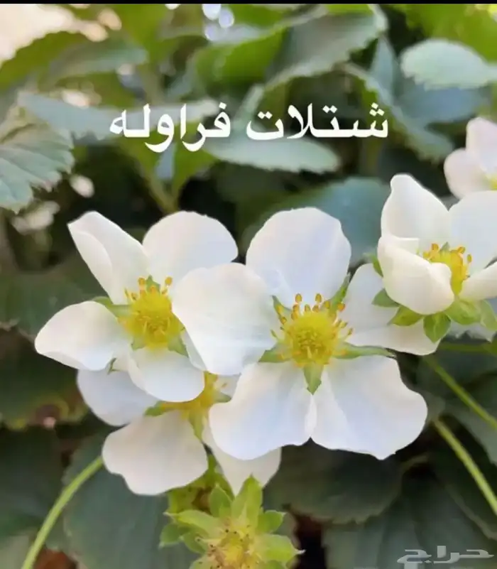 مشتل الوادي الفراولة أسباني 2