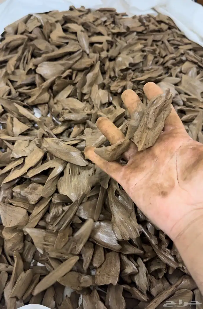 عود مروكي اصقون دبل وتربل 4 كيلو 0