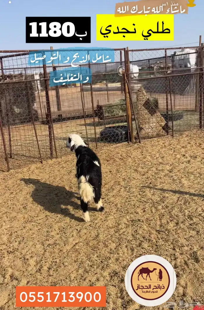 ذبائح مع خدمة الذبح و التوصيل والتغليف 19