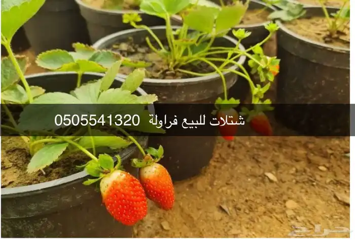 مشتل الوادي الفراولة أسباني 3