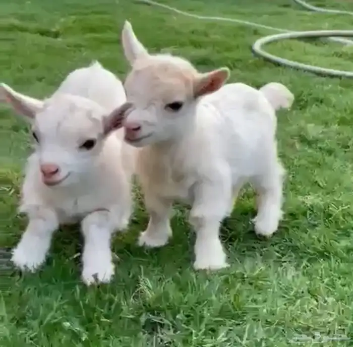 الماعز القزم المدرب 2