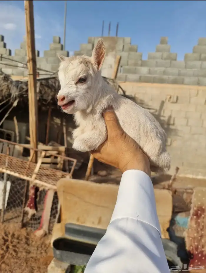 الماعز القزم المدرب 30