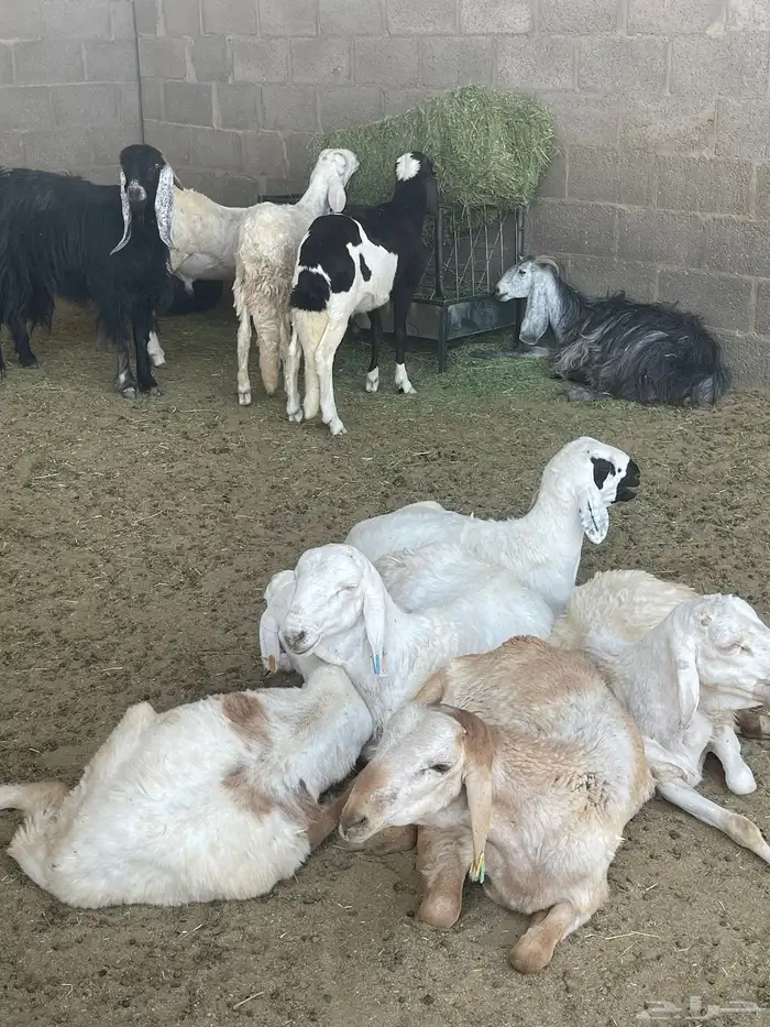 ذبايح حري ونعيمي وتيوس 36