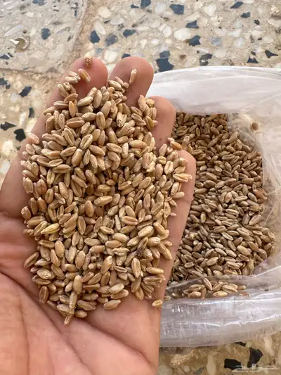 بذور برسيم بلدي صبخاوي 3