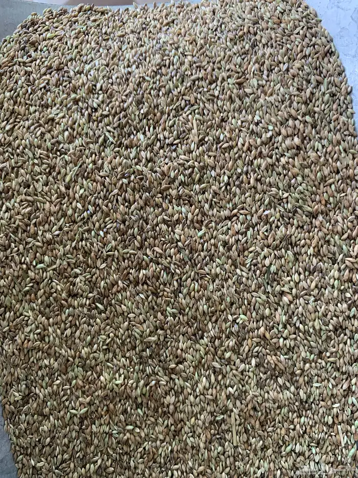 بذر بلوبنك 3